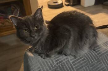 Frasier -  American Shorthair Cat for Adoption in Massillon, Ohio - Frasier | PetCurious