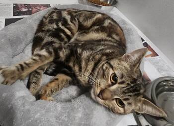 Tabby Cats Available for Adoption - JEWEL | PetCurious