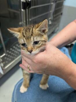 Tempo - At shelter -  Domestic Short Hair Cat for Adoption in Rustburg, Virginia - Tempo - At Shelter | PetCurious