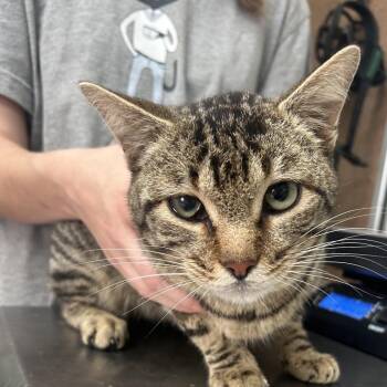 Domestic Short Hair Cats Available for Adoption in Cleveland, Mississippi - Stewie | PetCurious