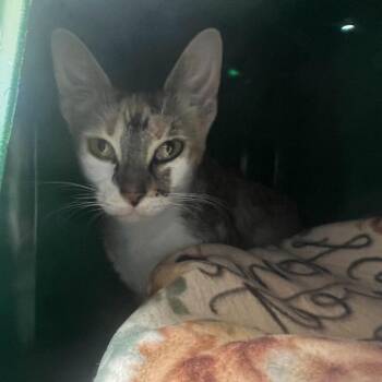 Dixie -  Domestic Short Hair Cat Available for Adoption - Dixie | PetCurious