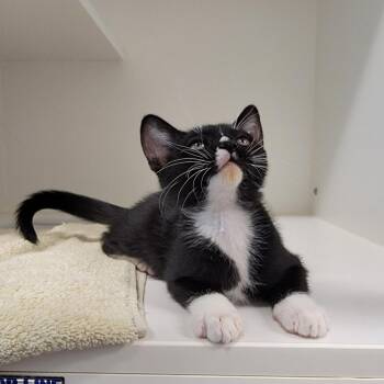 Bumble -  Domestic Short Hair Cat for Adoption in Phoenix, Arizona - Bumble | PetCurious