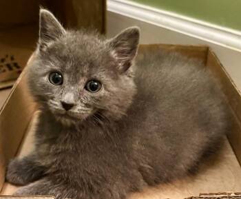 Princess Donut -  Domestic Short Hair Cat Available for Adoption in Leonardtown, Maryland - Princess Donut | PetCurious