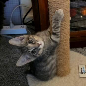 Newfie grey tabby -  Domestic Short Hair Cat for Adoption in Newport News, Virginia - Newfie Grey Tabby | PetCurious