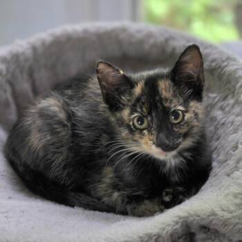 Zara -  Tortoiseshell Cat for Adoption in Bentonville, Arkansas - Zara | PetCurious