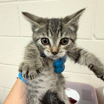 Tennessee -  Domestic Short Hair Cat for Adoption in Reno, Nevada - Tennessee | PetCurious
