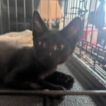 Sydney -  Domestic Short Hair Cat for Adoption in Wantagh, New York - Sydney | PetCurious