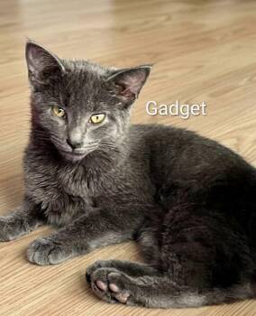 Russian Blue and Domestic Short Hair Cats Available for Adoption in Wyandotte, Michigan - Gadget | PetCurious