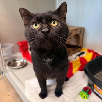 Grackle -  Domestic Short Hair Cat for Adoption in Saint Charles, Missouri - Grackle | PetCurious