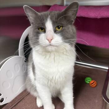 Bartholomew -  Domestic Medium Hair Cat for Adoption in South Burlington, Vermont - Bartholomew | PetCurious