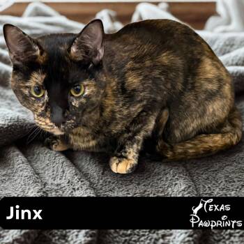 Rescue Tortoiseshell Cats for Adoption in Dallas, Texas - Jinx | PetCurious