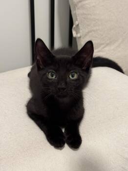 Onyx (Bonded to Licorice) -  Domestic Short Hair Cat for Adoption in New York, New York - Onyx (Bonded To Licorice) | PetCurious
