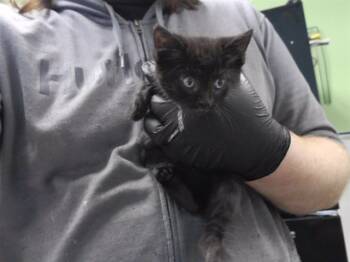 Rescue Domestic Short Hair Cats for Adoption in Omaha, Nebraska - BURGER | PetCurious