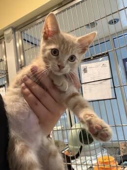Eggy -  Domestic Short Hair Cat for Adoption in Charleston, South Carolina - Eggy | PetCurious