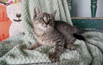 Rescue Domestic Short Hair Cats for Adoption in San Antonio, Texas - Butch Cassidy | PetCurious