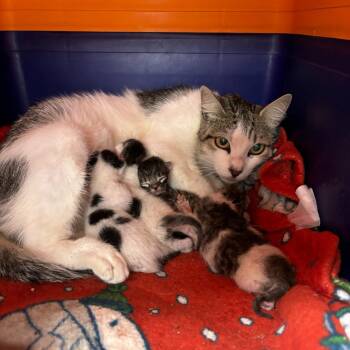 Domestic Short Hair Cats Available for Adoption in Los Angeles, California - Cleo | PetCurious