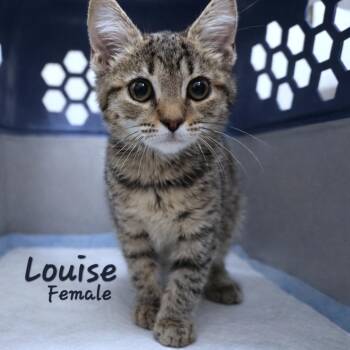 Tabby Cats Available for Adoption - Louise | PetCurious