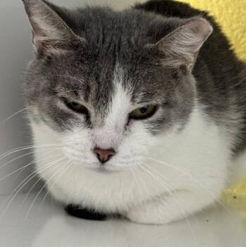 Lilly -  Domestic Short Hair Cat for Adoption in Golden, Colorado - Lilly | PetCurious