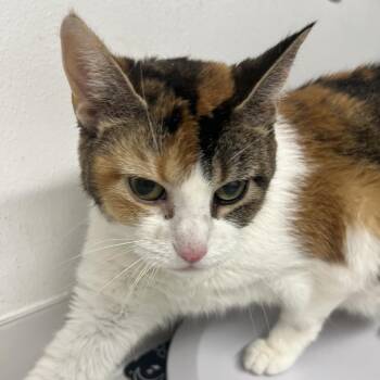 Beautiful Heroes -  Domestic Short Hair Cat for Adoption in St. Louis, Missouri - Beautiful Heroes | PetCurious
