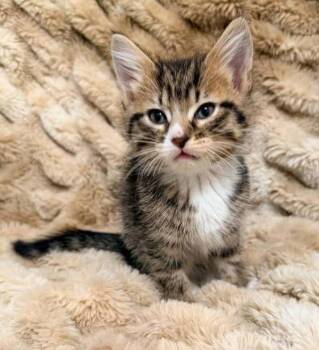 Astrid -  Domestic Short Hair Cat for Adoption in Salt Lake City, Utah - Astrid | PetCurious