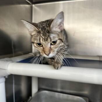 Ray -  Domestic Short Hair Cat for Adoption in New York, New York - Ray | PetCurious