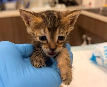 DOVE -  Domestic Short Hair Cat for Adoption in Baytown, Texas - DOVE | PetCurious