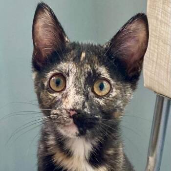 Pepper -  Tortoiseshell Cat for Adoption in Gastonia, North Carolina - Pepper | PetCurious