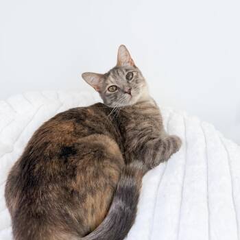 Cada -  Domestic Short Hair Cat for Adoption in New Orleans, Louisiana - Cada | PetCurious