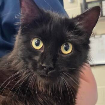 Katara -  Domestic Medium Hair Cat for Adoption in Council Bluffs, Iowa - Katara | PetCurious