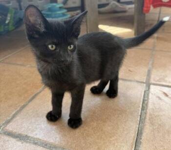 Tormund -  Domestic Short Hair Cat for Adoption in Hobart, Indiana - Tormund | PetCurious