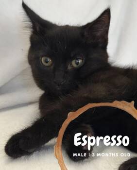 Espresso -  Domestic Short Hair Cat for Adoption in Mcdonald, Pennsylvania - Espresso | PetCurious