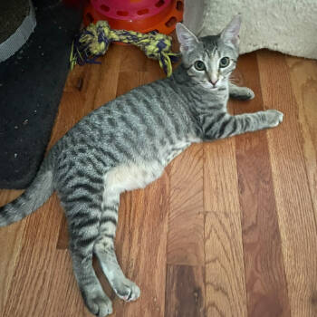 Rescue Domestic Short Hair Cats for Adoption - Chips (bonded With Salsa) | PetCurious