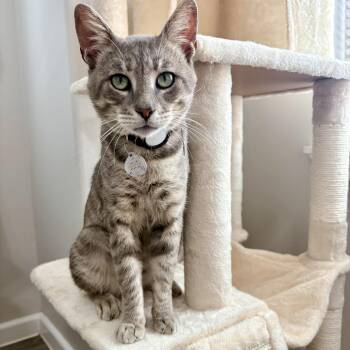 Leo -  Tabby Cat for Adoption in Harlingen, Texas - Leo | PetCurious