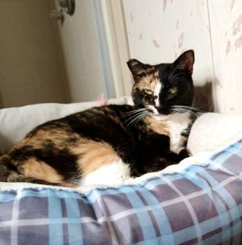 Rescue Calico and Tabby Cats for Adoption in Mission Viejo, California - Kami, Baby Boy And Kari | PetCurious