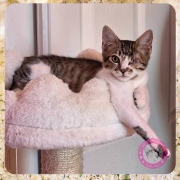 Rescue Domestic Short Hair Cats for Adoption in Santa Ana, California - Ivy | PetCurious