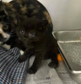 Berti -  Domestic Short Hair Cat for Adoption in Sullivan, Indiana - Berti | PetCurious