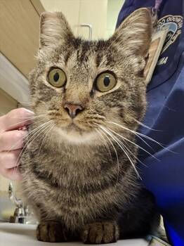 FITCH -  Domestic Short Hair Cat for Adoption in Clyde, North Carolina - FITCH | PetCurious