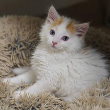 Domestic Long Hair Cats Available for Adoption in Naperville, Illinois - Ken | PetCurious