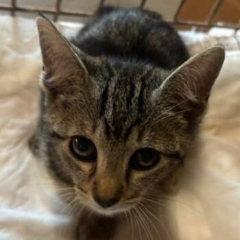 Savanah -  Domestic Short Hair Cat for Adoption in Gordonsville, Tennessee - Savanah | PetCurious
