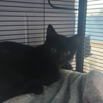 Rescue Domestic Short Hair Cats for Adoption in Middleburg, Florida - Skull 28141 | PetCurious