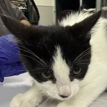 Turkey -  Domestic Short Hair Cat for Adoption in Las Cruces, New Mexico - Turkey | PetCurious