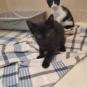 Sean -  Domestic Short Hair Cat for Adoption in Gautier, Mississippi - Sean | PetCurious