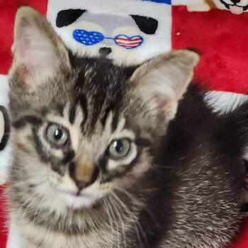 Aster K46624 -  Domestic Short Hair Cat Available for Adoption in Corsicana, Texas - Aster K46624 | PetCurious