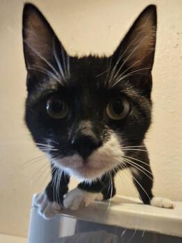 Willy Wonky -  American Shorthair Cat for Adoption in Dallas, Texas - Willy Wonky | PetCurious