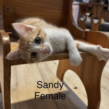 Sandy -  Domestic Short Hair Cat for Adoption in Zimmerman, Minnesota - Sandy | PetCurious