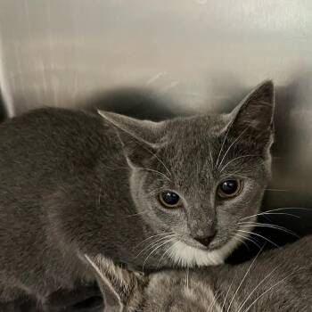 Pastrami -  Domestic Short Hair Cat for Adoption in Charlottesville, Virginia - Pastrami | PetCurious