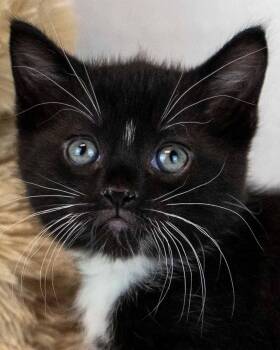 Frank -  Domestic Short Hair and Tuxedo Cat for Adoption in Kennesaw, Georgia - Frank | PetCurious