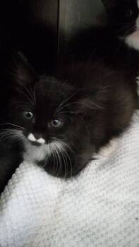 Ada -  Domestic Medium Hair Cat for Adoption in Burgaw, North Carolina - Ada | PetCurious