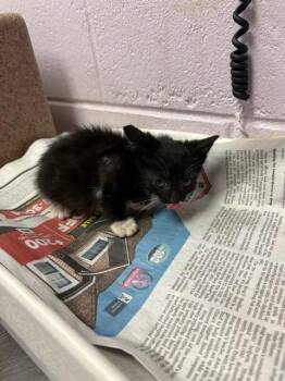 FAMBULOSA -  Domestic Short Hair Cat for Adoption in Jacksonville, Florida - FAMBULOSA | PetCurious