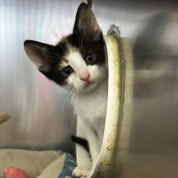 Girlkitten1 -  American Shorthair Cat Available for Adoption in Poplar Bluff, Missouri - Girlkitten1 | PetCurious